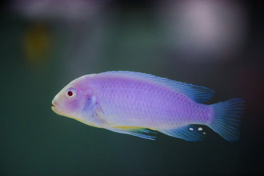 Albino Zebras fish floats in aquarium. Metriaclima pyrsonotos, cichlids, mbuna in fish tank.
