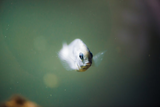 Sciaenochromis Fryeri fish of blue color with black spots floats in aquarium. Mbuna in fish tank. Cichlids.
