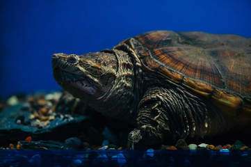 Head, paws and carapace of chelydra serpentina close-up. Reptile in aquarium.