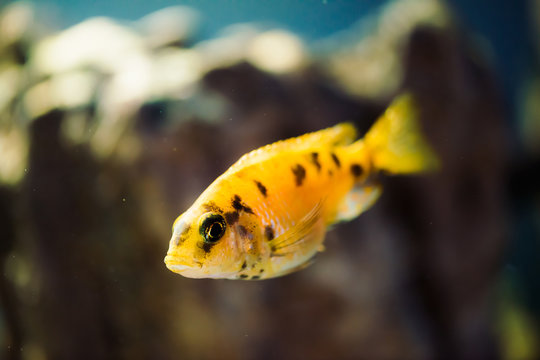 Msobo Magunga fish of yellow color with black spots floats in aquarium. Metriaclima in fish tank. Cichlids, mbuna.