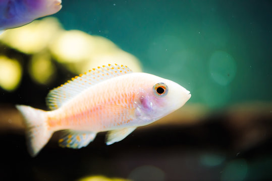 Albino Zebras fish floats in aquarium. Metriaclima pyrsonotos, cichlids, mbuna in fish tank.