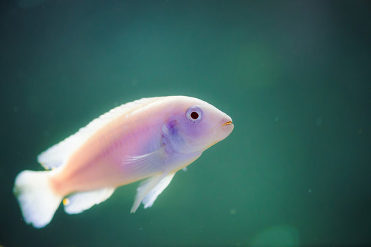 Albino Zebras fish floats in aquarium. Metriaclima pyrsonotos, cichlids, mbuna in fish tank.