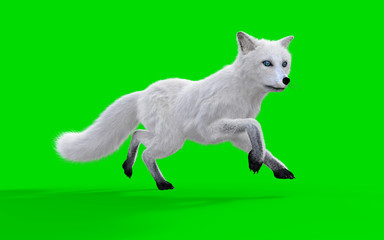 3d Illustration White Fox Isolate on Green Background, Blue Eyes Arctic Fox
