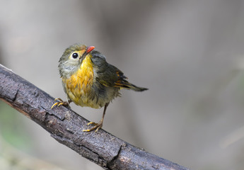 Red-billed leiothrix