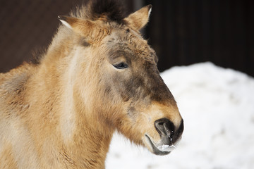 Лошадь Пржевальского.