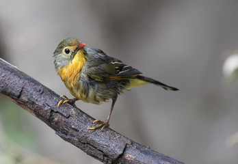 Red-billed leiothrix