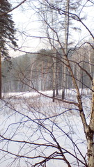 ветки березы на фоне неба и снега.