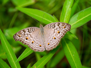Brown butterfly on flower grass.