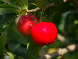 Close up red Acerola Cherry.