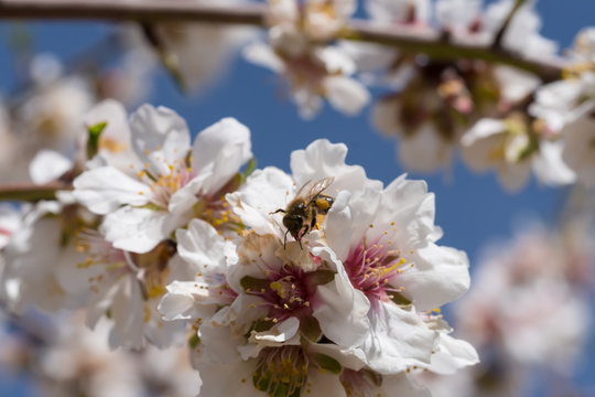 Abeja trabajando en almendro