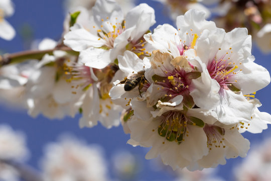 Ramillete flor de almendro con abeja