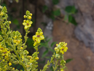 Yellow bloom of Great mullein or Verbascum thapsus close-up, selective focus, shallow DOF