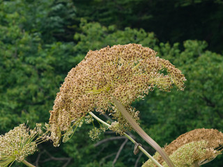 Seeds on dangerous plant Hogweed Sosnowski, Heracleum sosnowskyi, closeup, selective focus, shallow DOF