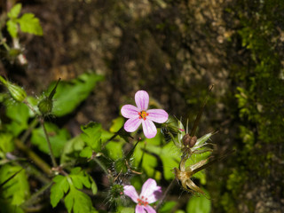 Flower of herb robert or Geranium robertianum close-up with bokeh background, selective focus, shallow DOF