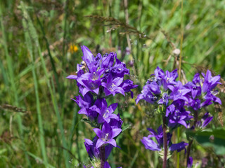 Blue-purple Bellflower, Campanula, flowers with bokeh background, close-up, selective focus, shallow DOF