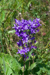Blue-purple Bellflower, Campanula, flowers with bokeh background, close-up, selective focus, shallow DOF