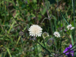 Cream Pincushions or Scabious, Scabiosa Ochroleuca, flower close-up, selective focus, shallow DOF