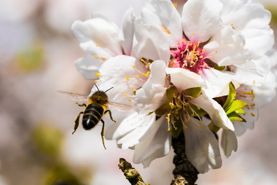 Abeja volando hacia flor de almendro