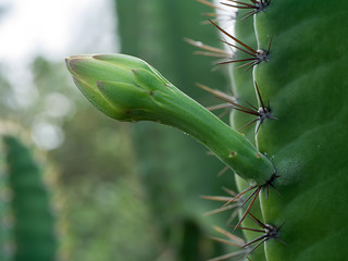 Close up of Cereus tetragonus plant.
