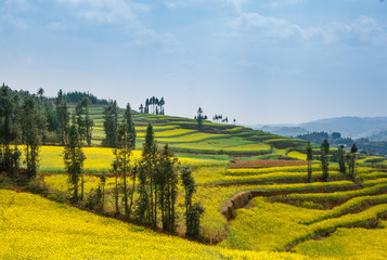 Fototapeta na wymiar Yellow terraced rapeseed fields