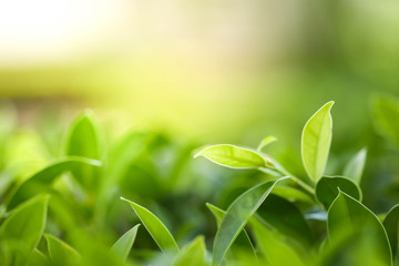 Closeup nature view of green leaf in garden at summer under sunlight. Natural green plants landscape using as a background or wallpaper.