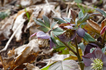hellebore