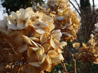 Hortensie_verblüht