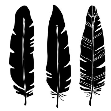 Hand drawn bird feathers, black silhouettes