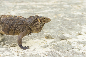 Large scaly Iguana close-up against a background of sand