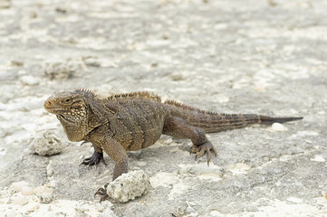 Large scaly Iguana close-up against a background of sand