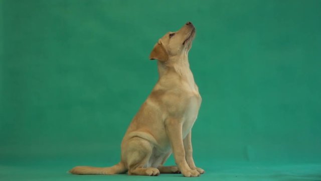 puppy of a labrador sits on a green background