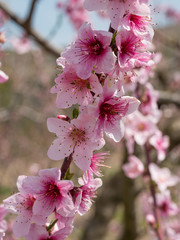 Pink blossom of pear. Pear tree in blossom. Flowers of pear tree.