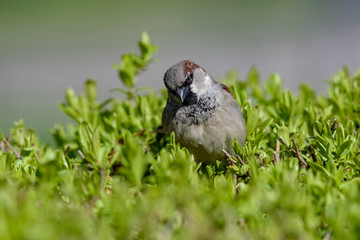 House Sparrow Passer domesticus in natural background