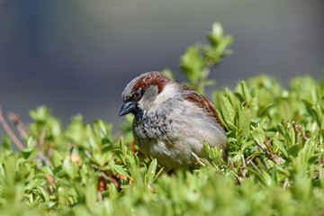 House Sparrow Passer domesticus in natural background