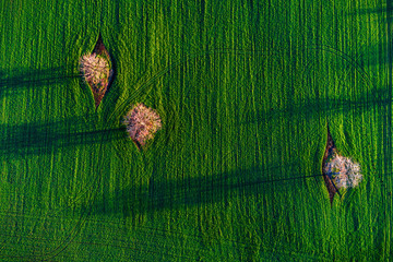 Aerial view over agricultural fields and blooming trees with their shadows. Spring.