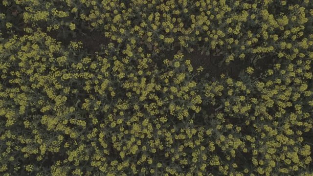 Aerial view of agricultural field with blooming yellow rape, against the blue sky. 4K video