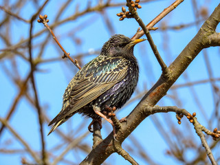 Bird world in Germany