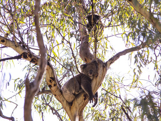 sleeping Koala with baby