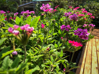Fototapeta na wymiar Fresh Pink and purple Flower on the garden with sunlight.