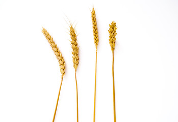 wheat sprouts isolated on a white background