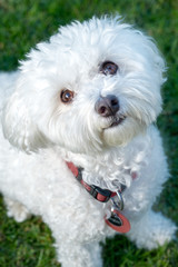 Cute bichon