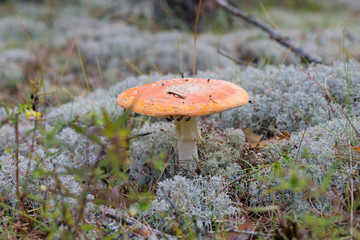 Amanita growing on forest