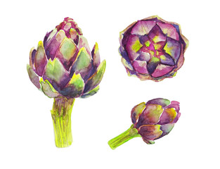 Green-purple artichoke on a white background. Watercolor illustration