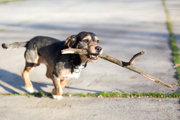 Small mixed breed dog running with stick in mouth