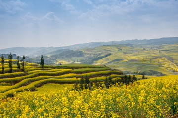 Fototapeta na wymiar Yellow rapeseed fields and hills