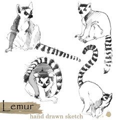 Lemur hand drawn sketch. Wild animal illustration. © Елена Фаенкова
