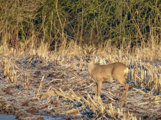 deer in the spring in the fields