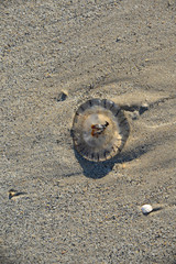 Qualle an einem Strand