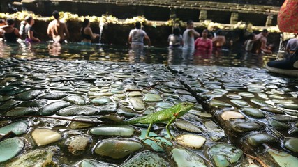 The green lizard. A long tail. He looks at the camera. Chameleon, the monitor. Nature among people. Stones, water.