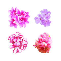 Collection of  flowers various species and cultivars, isolated on white background. Flowers in colours pink and violet. Phlox paniculata, flame, phloxes, polemoniaceae, acacia